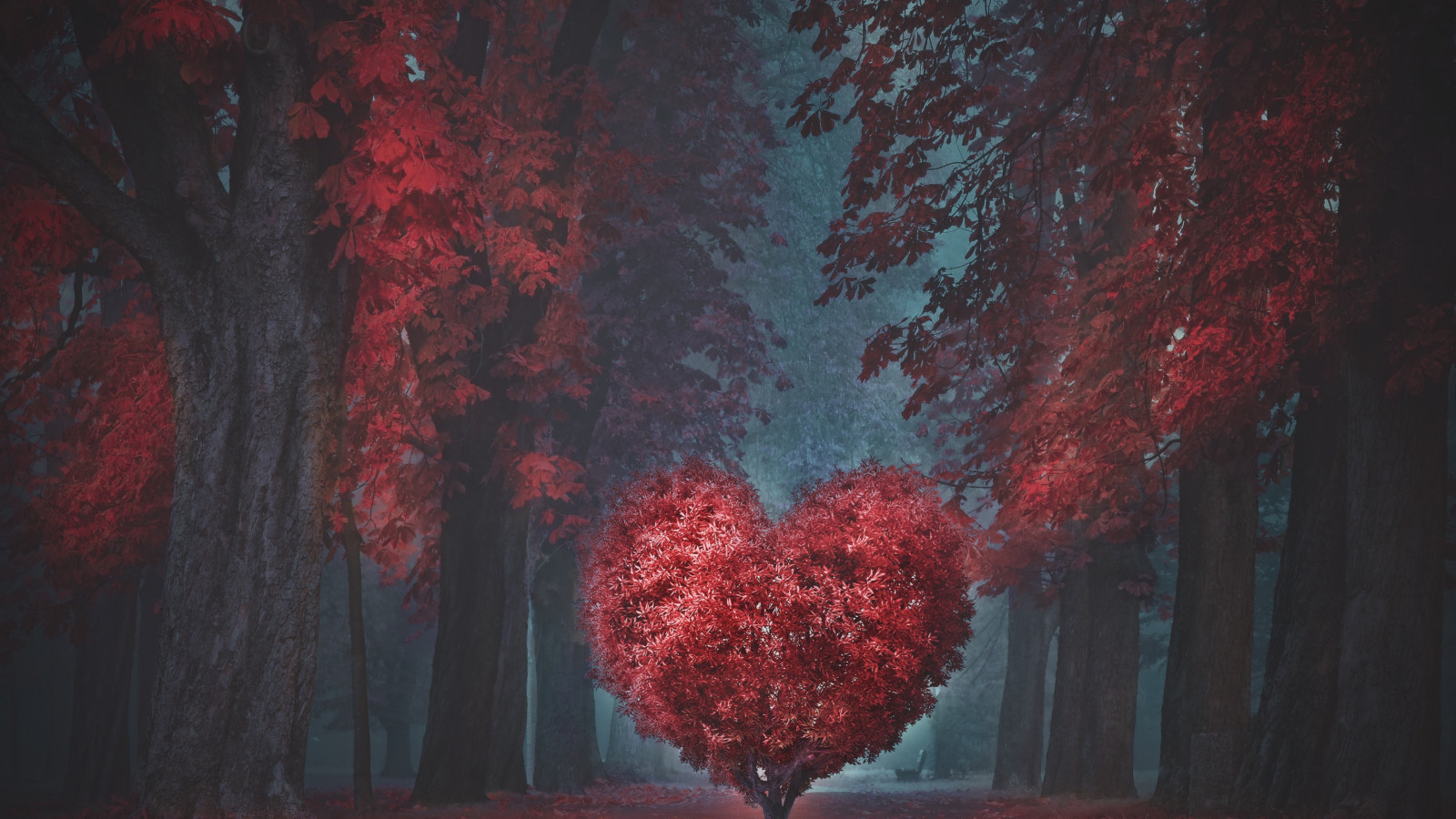 The heart of the forest wallpaper 1600x900