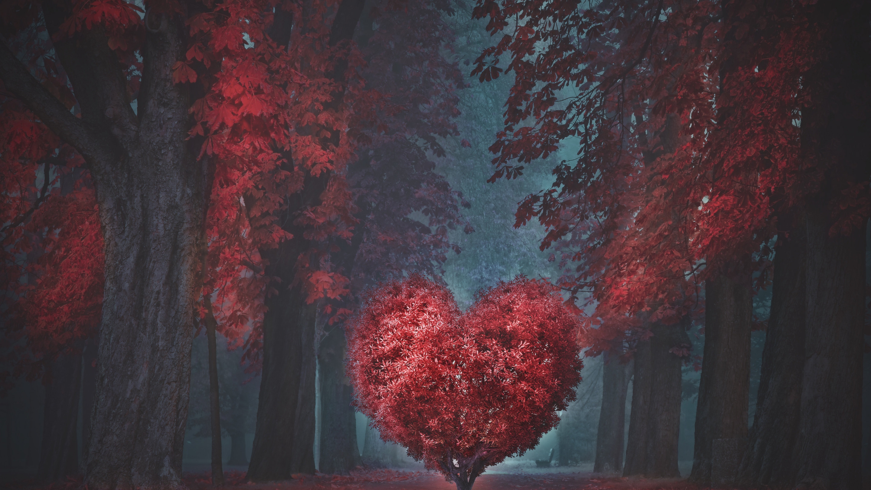 The heart of the forest wallpaper 2880x1620