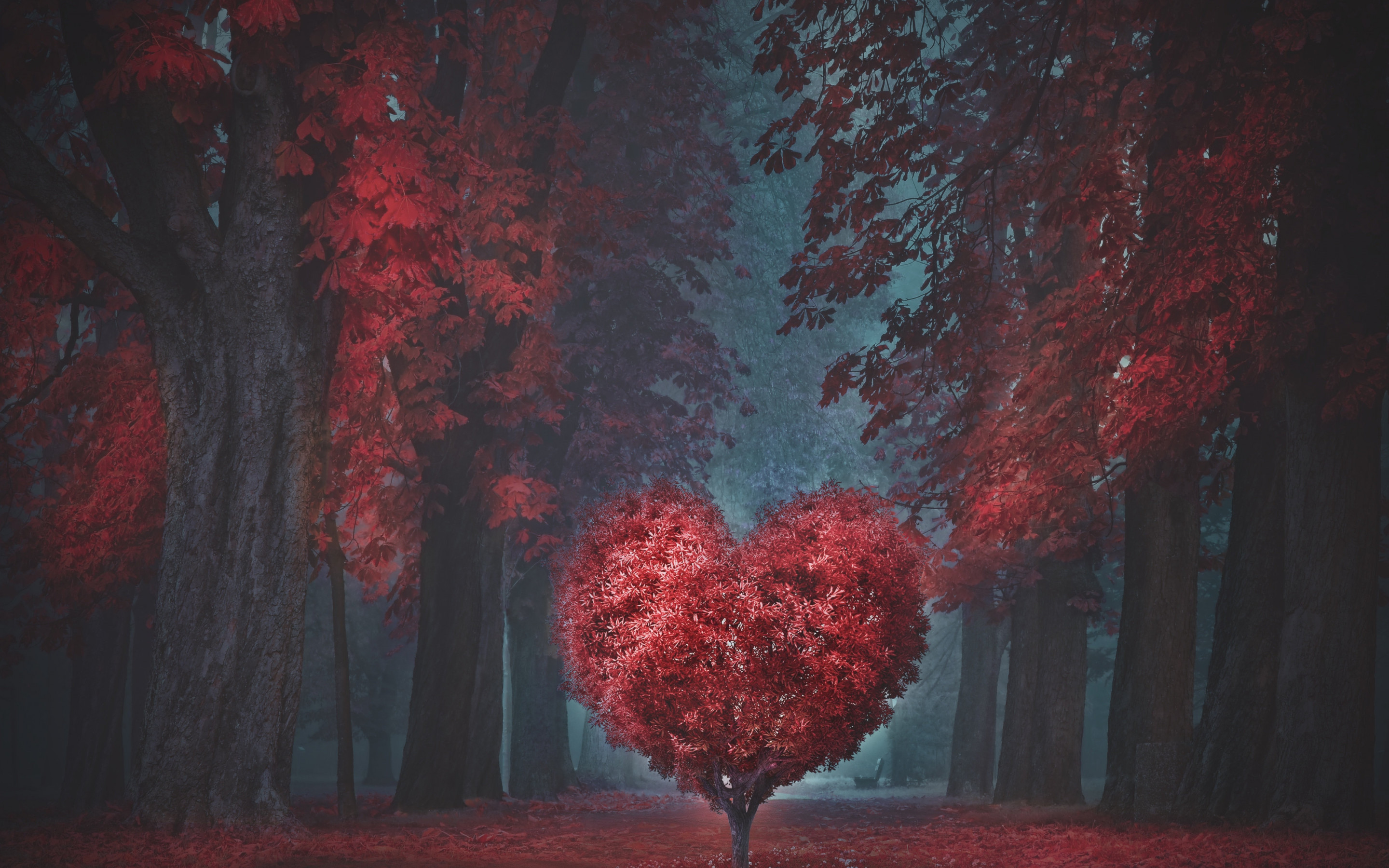 The heart of the forest wallpaper 2880x1800