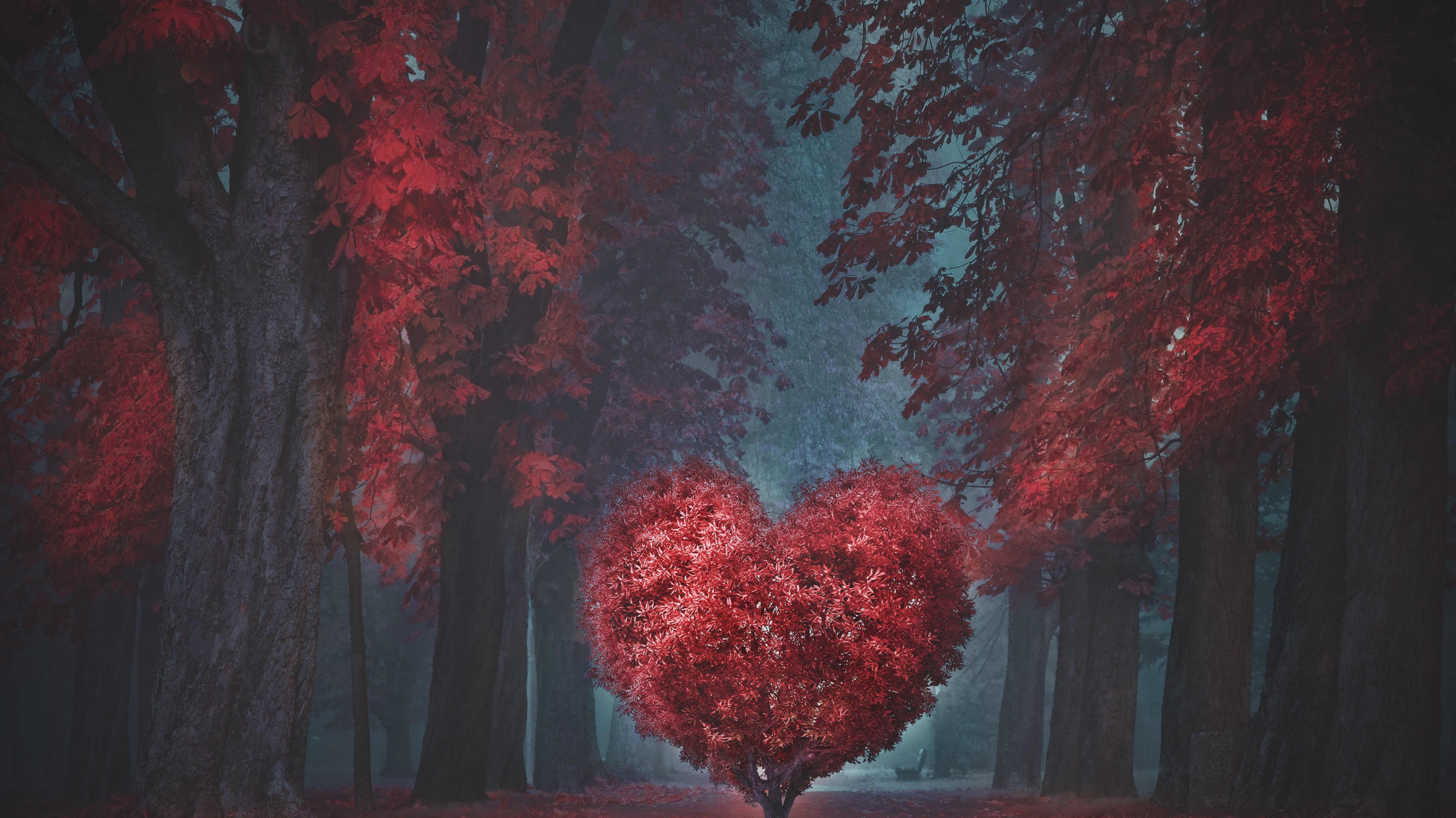 The heart of the forest wallpaper 3840x2160