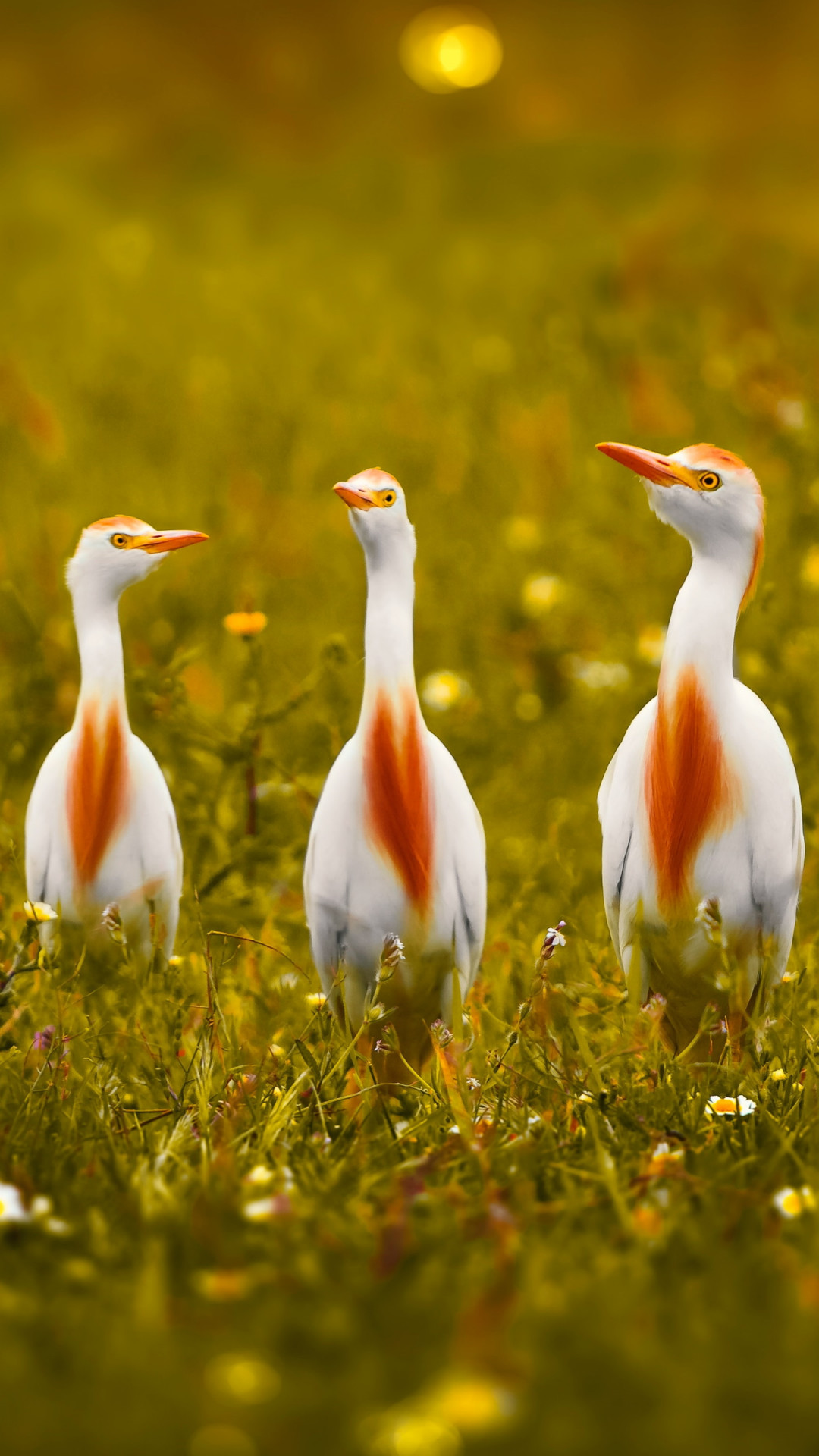 White and orange storks wallpaper 1080x1920
