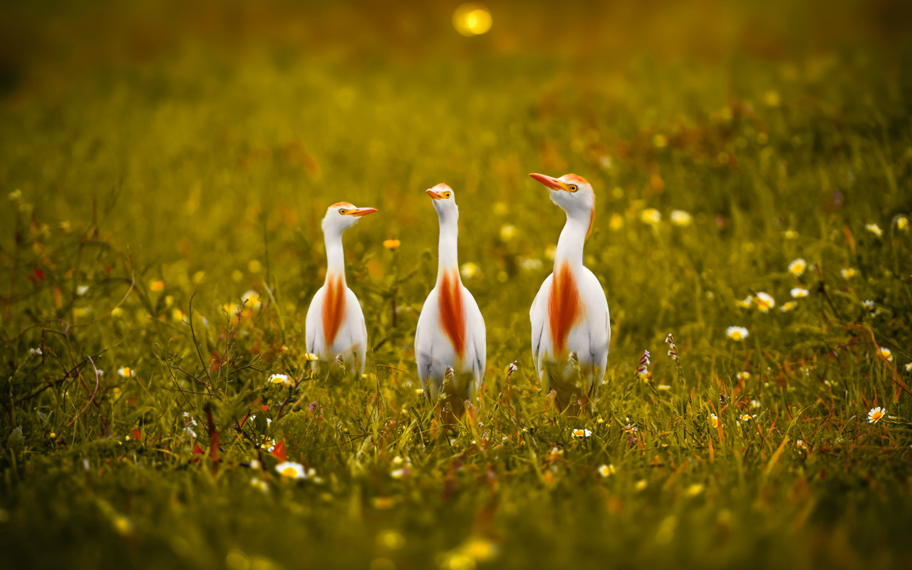 White and orange storks wallpaper 1280x800