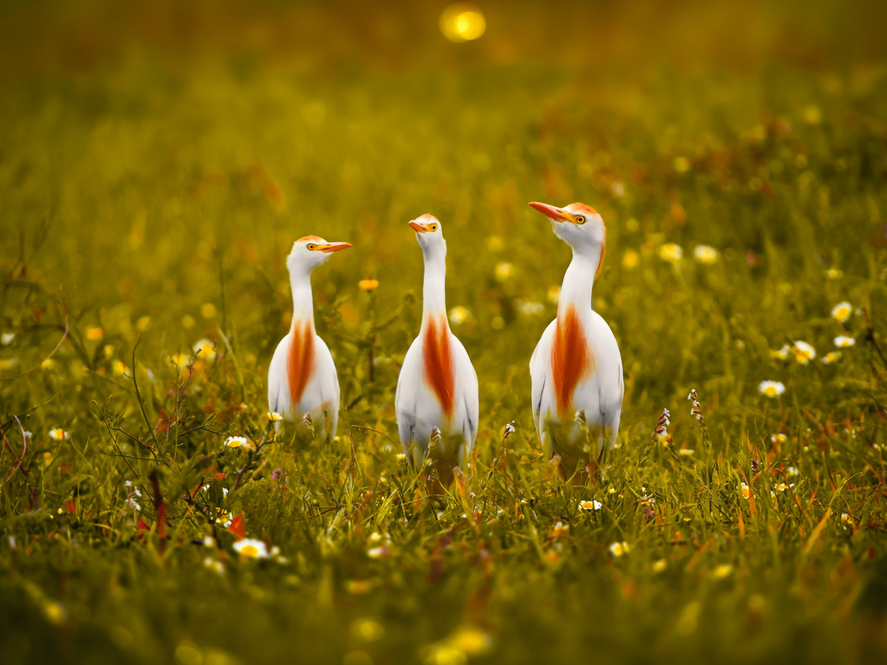 White and orange storks wallpaper 1280x960