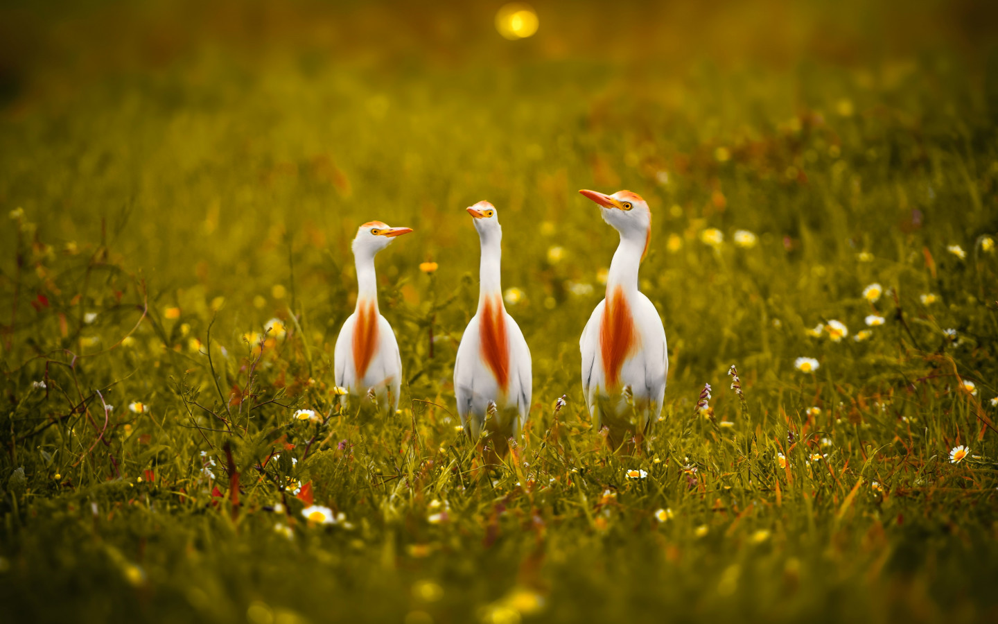 White and orange storks wallpaper 1440x900