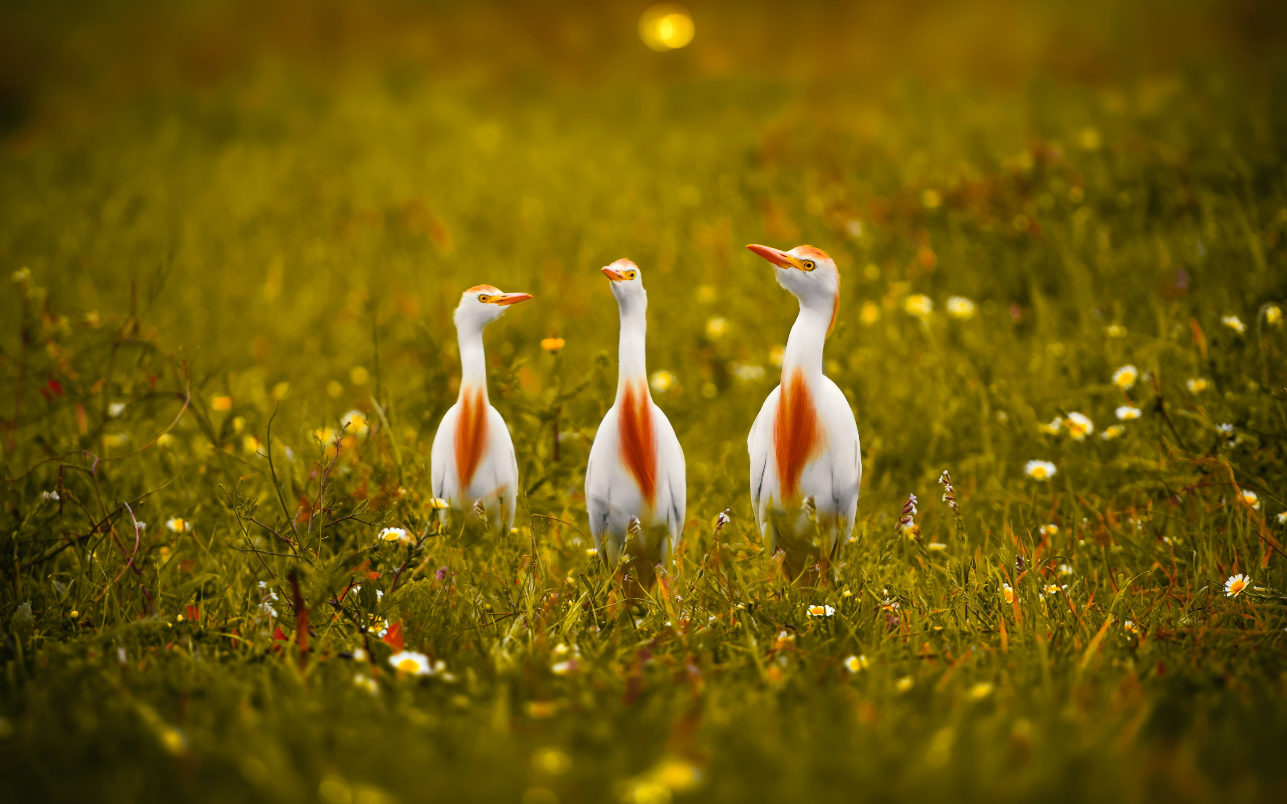 White and orange storks wallpaper 2560x1600