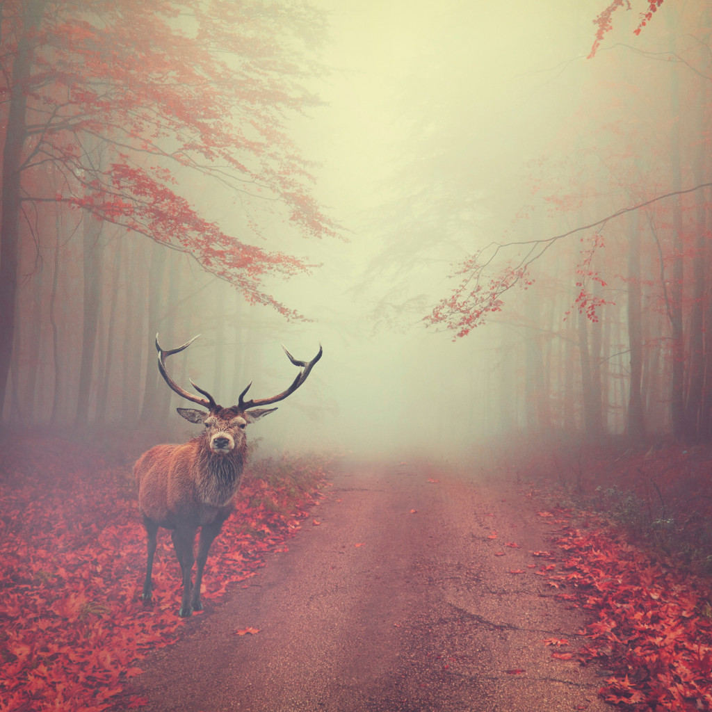 Beautiful stag in the Autumn landscape wallpaper 1024x1024