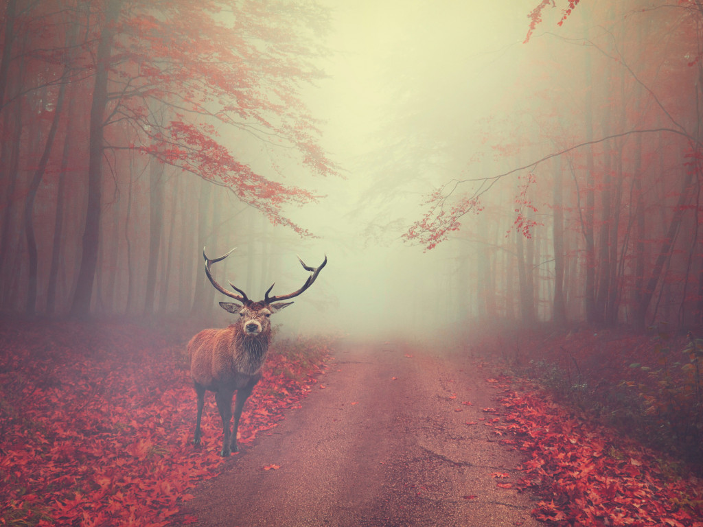 Beautiful stag in the Autumn landscape wallpaper 1024x768
