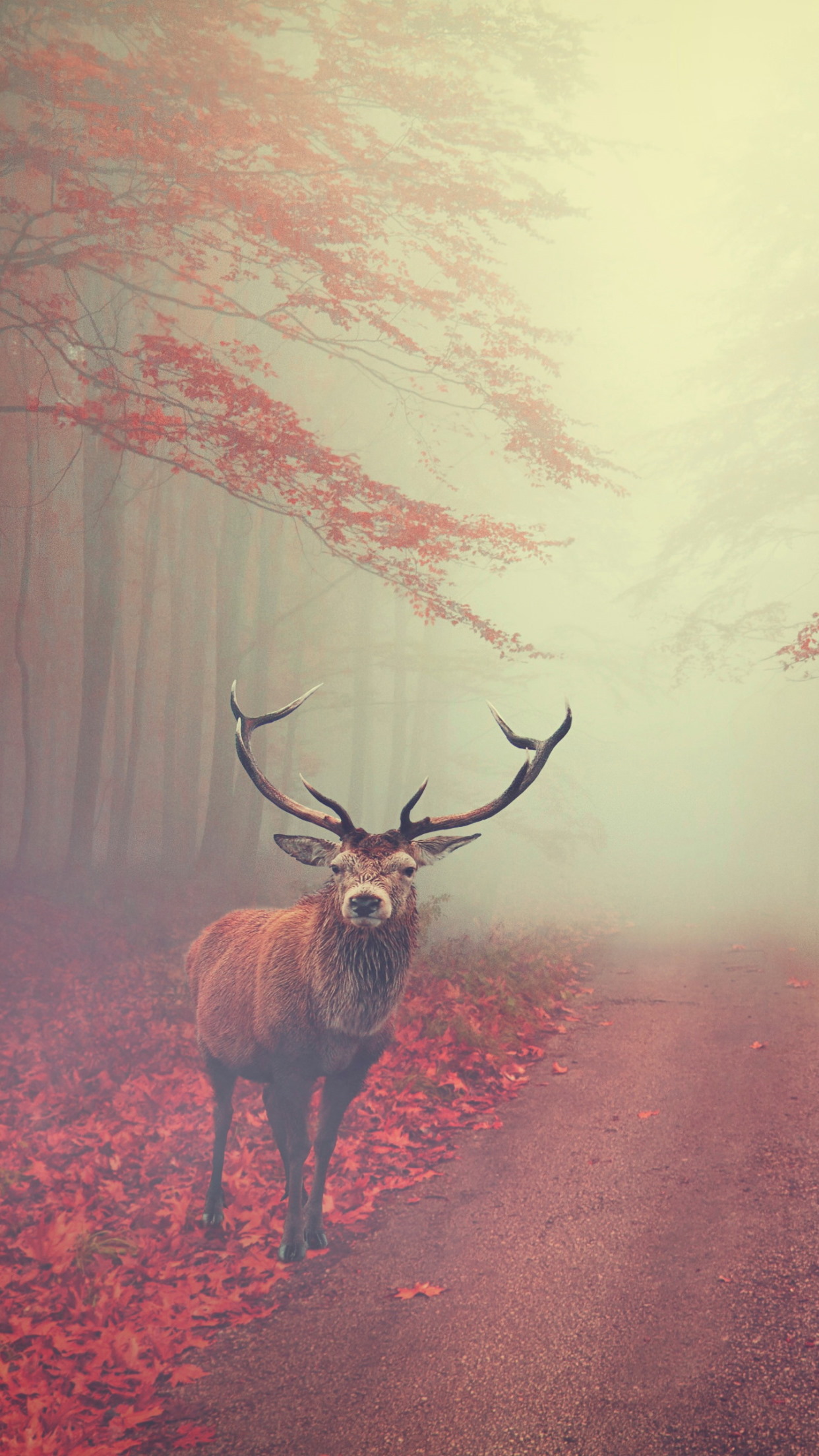 Beautiful stag in the Autumn landscape wallpaper 1242x2208