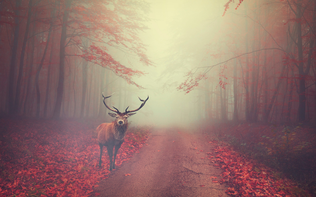 Beautiful stag in the Autumn landscape wallpaper 1280x800