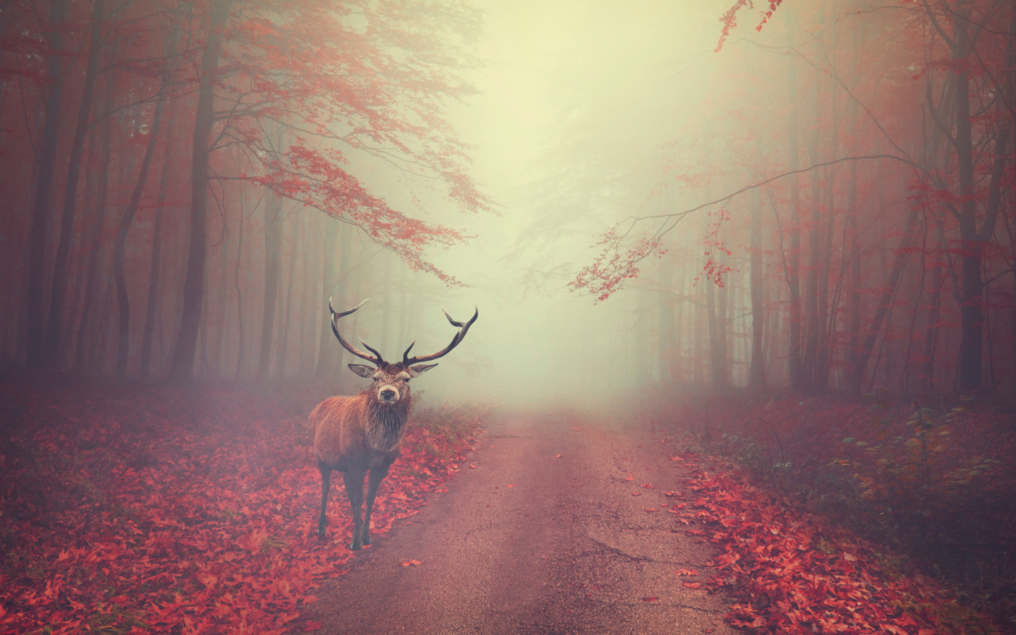 Beautiful stag in the Autumn landscape wallpaper 1440x900