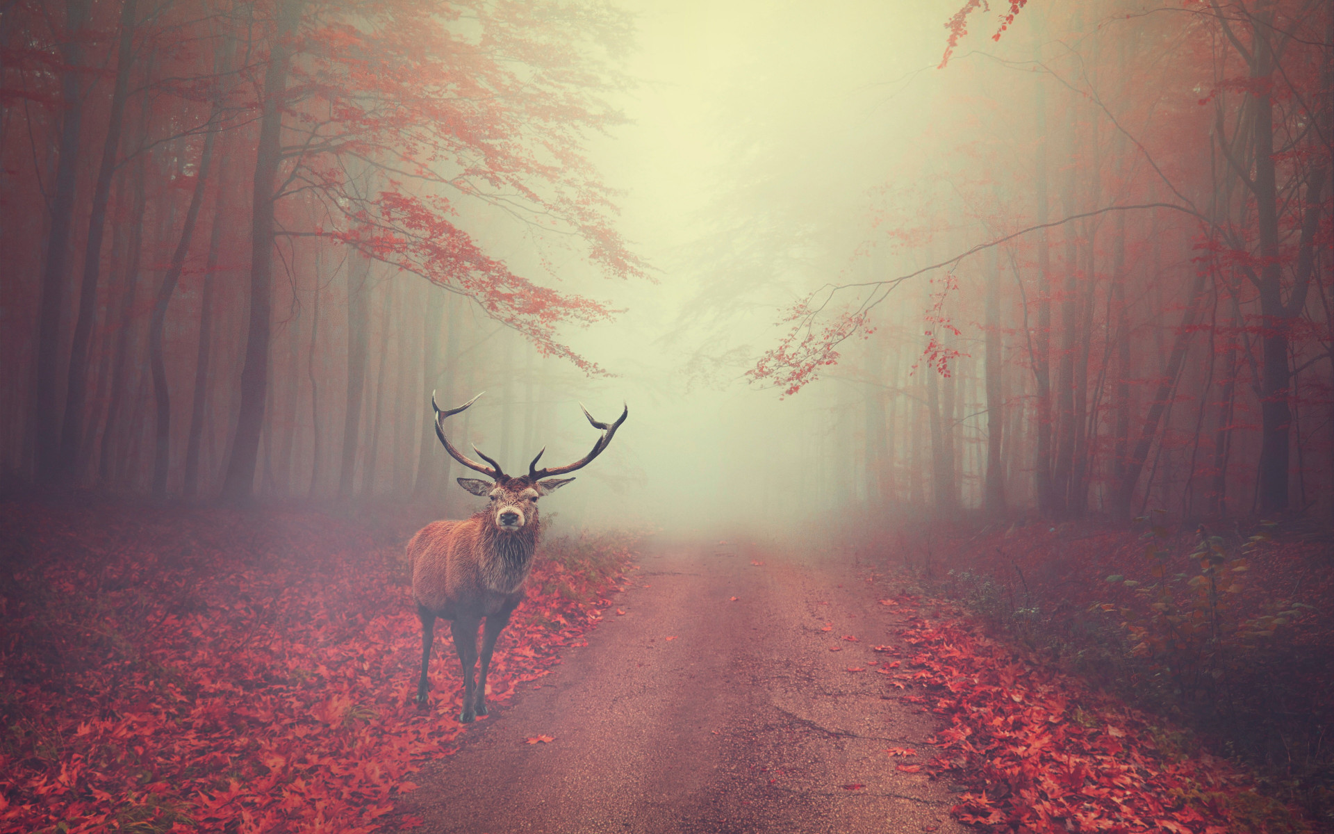 Beautiful stag in the Autumn landscape wallpaper 1920x1200