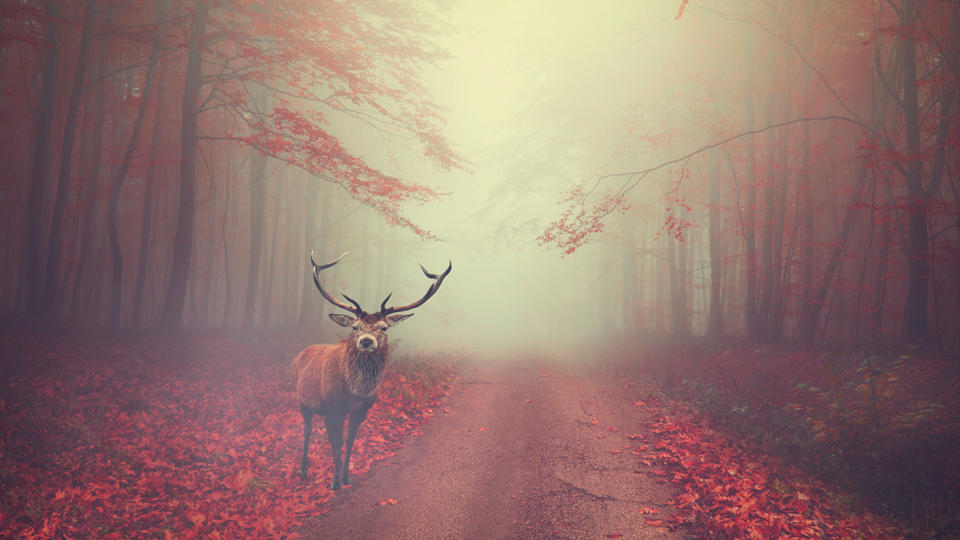 Beautiful stag in the Autumn landscape wallpaper 3840x2160