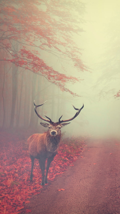 Beautiful stag in the Autumn landscape wallpaper 480x854