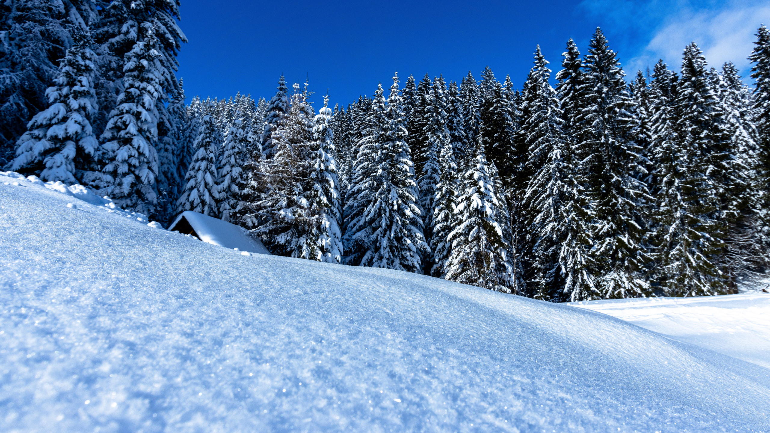 Winter landscape full of snow wallpaper 2560x1440