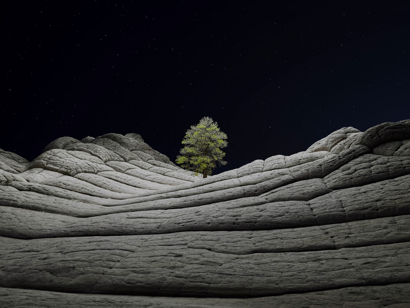 Desert tree in the cold night wallpaper 1600x1200