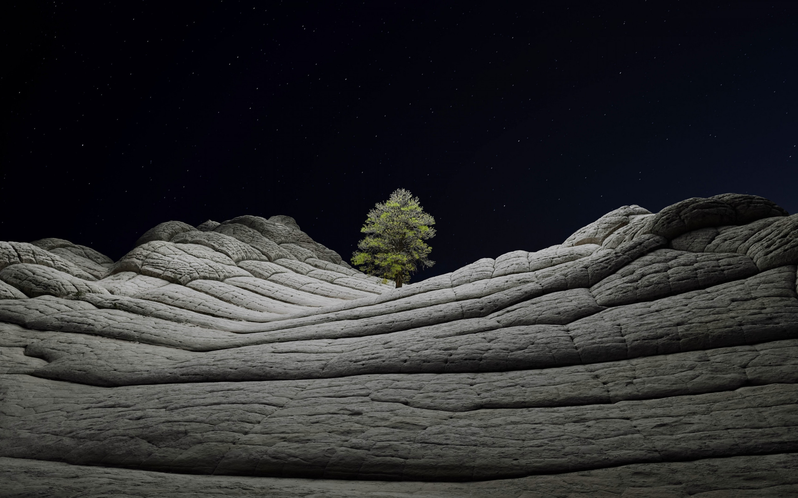 Desert tree in the cold night wallpaper 2560x1600