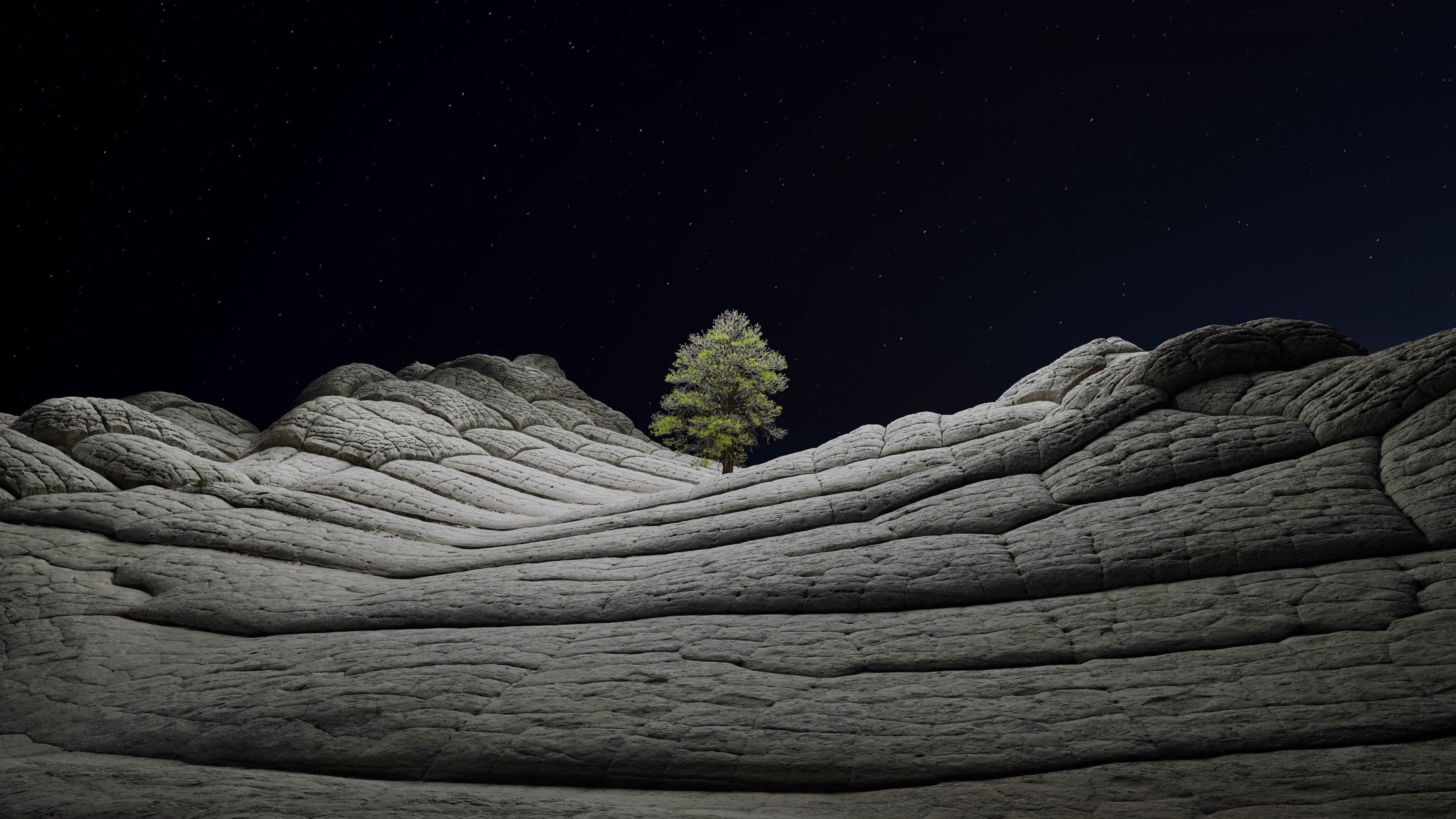 Desert tree in the cold night wallpaper 3840x2160