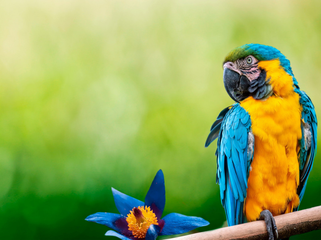 Beautiful Macaw parrot wallpaper 1024x768