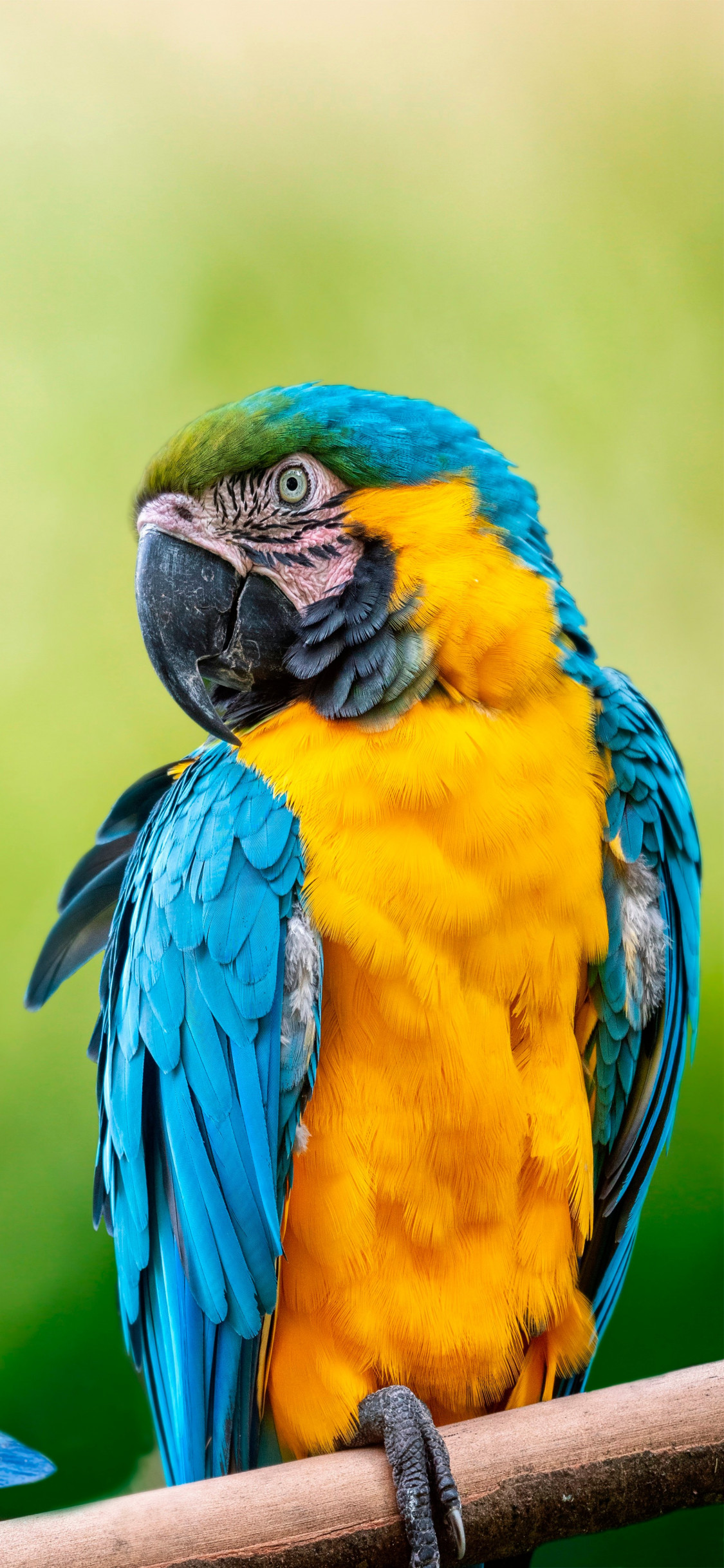 Beautiful Macaw parrot wallpaper 1125x2436