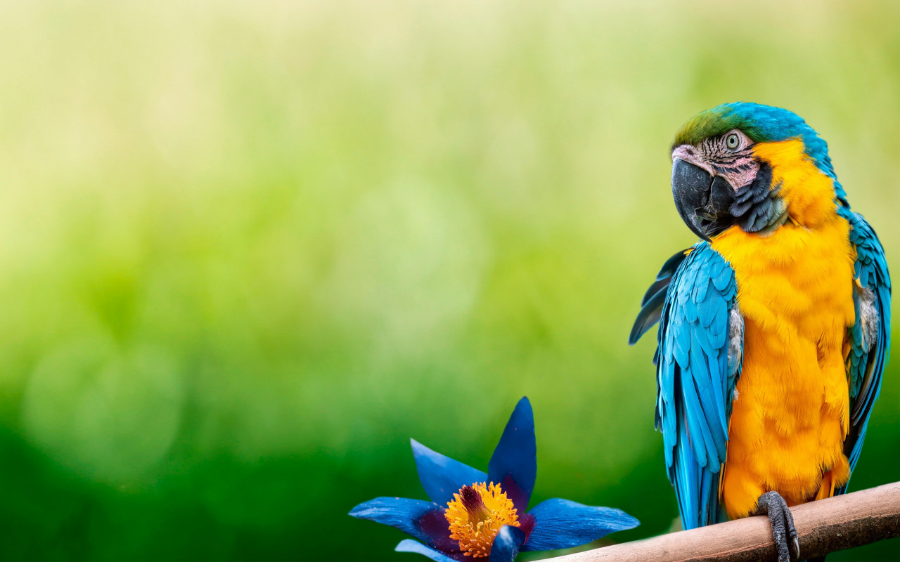 Beautiful Macaw parrot wallpaper 1280x800