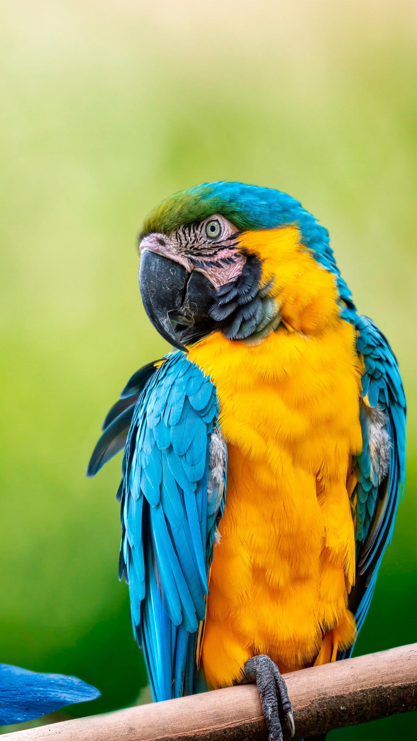 Beautiful Macaw parrot wallpaper 1440x2560