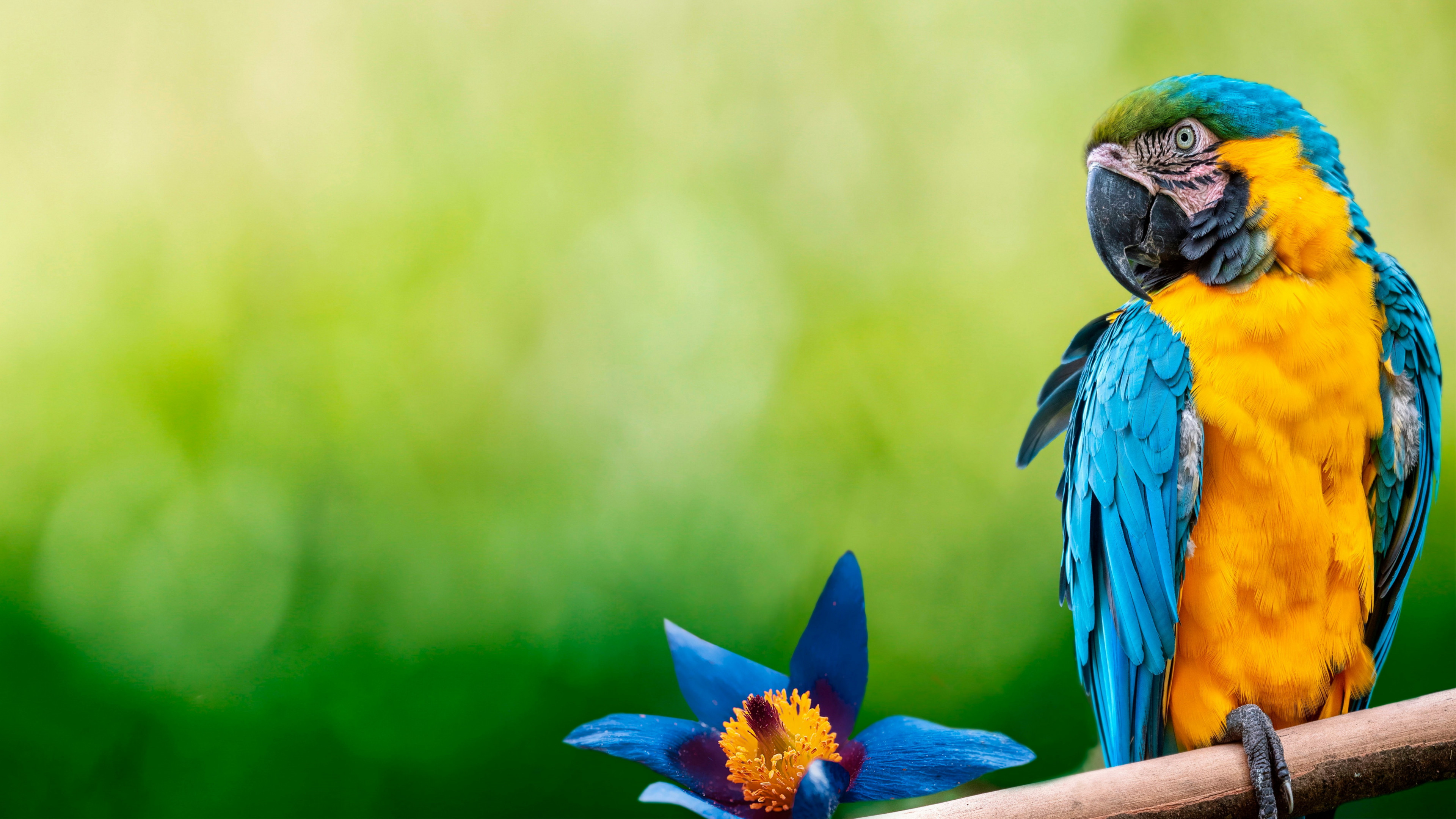Download Wallpaper Beautiful Macaw Parrot 3840x2160