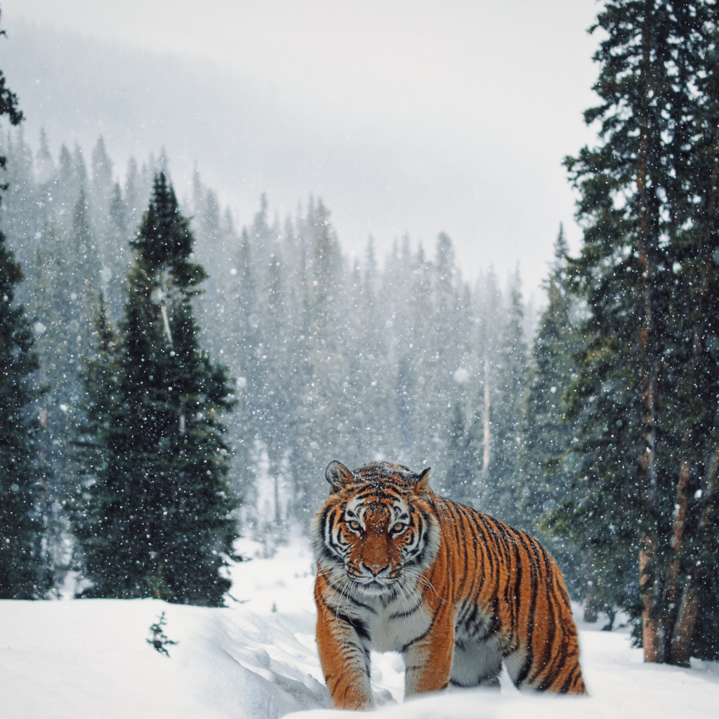 Siberian Tiger in Winter landscape wallpaper 1024x1024