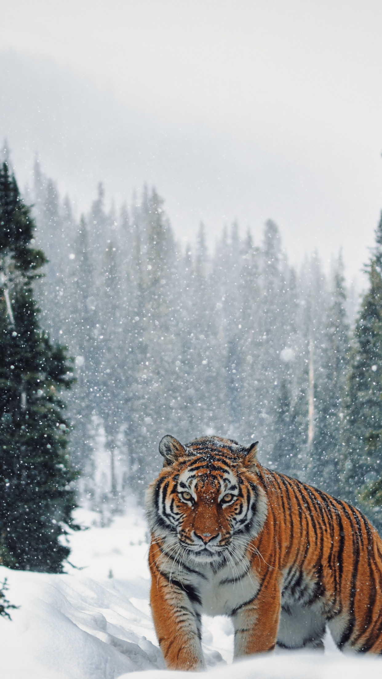 Siberian Tiger in Winter landscape wallpaper 1242x2208