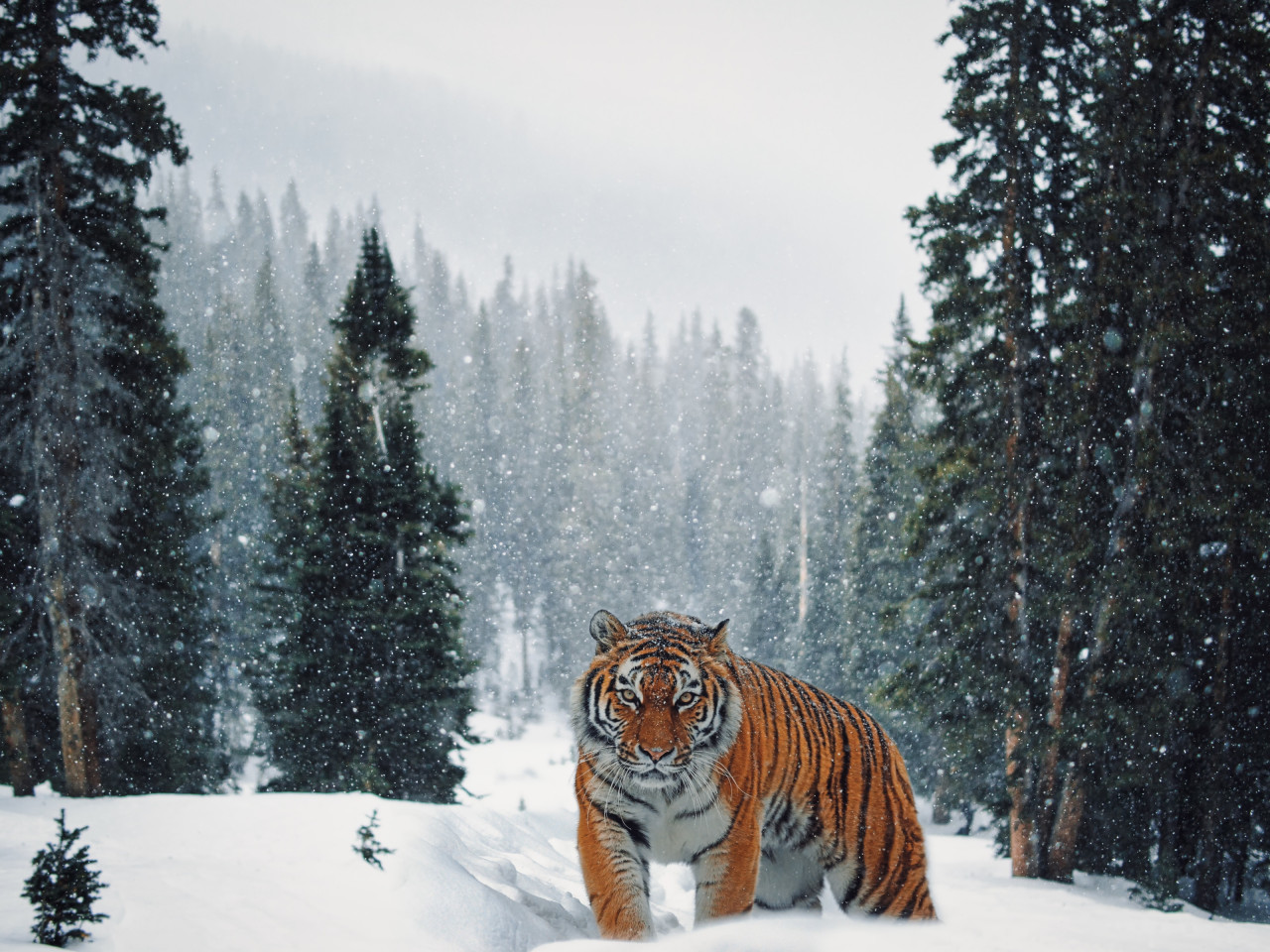 Siberian Tiger in Winter landscape wallpaper 1280x960