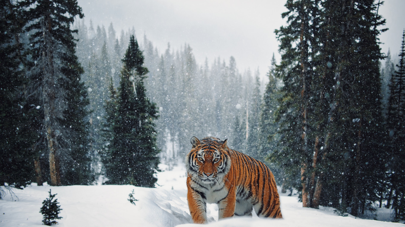 Siberian Tiger in Winter landscape wallpaper 1366x768