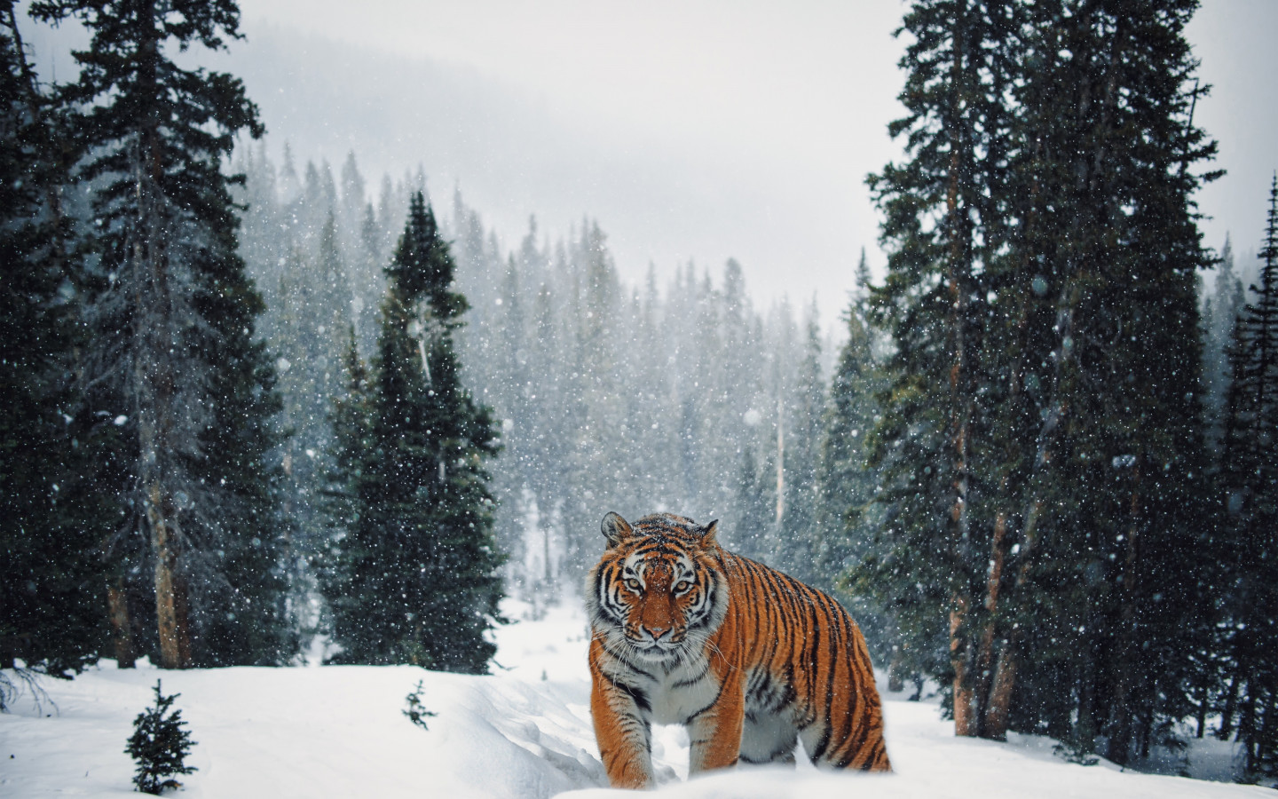 Siberian Tiger in Winter landscape wallpaper 1440x900