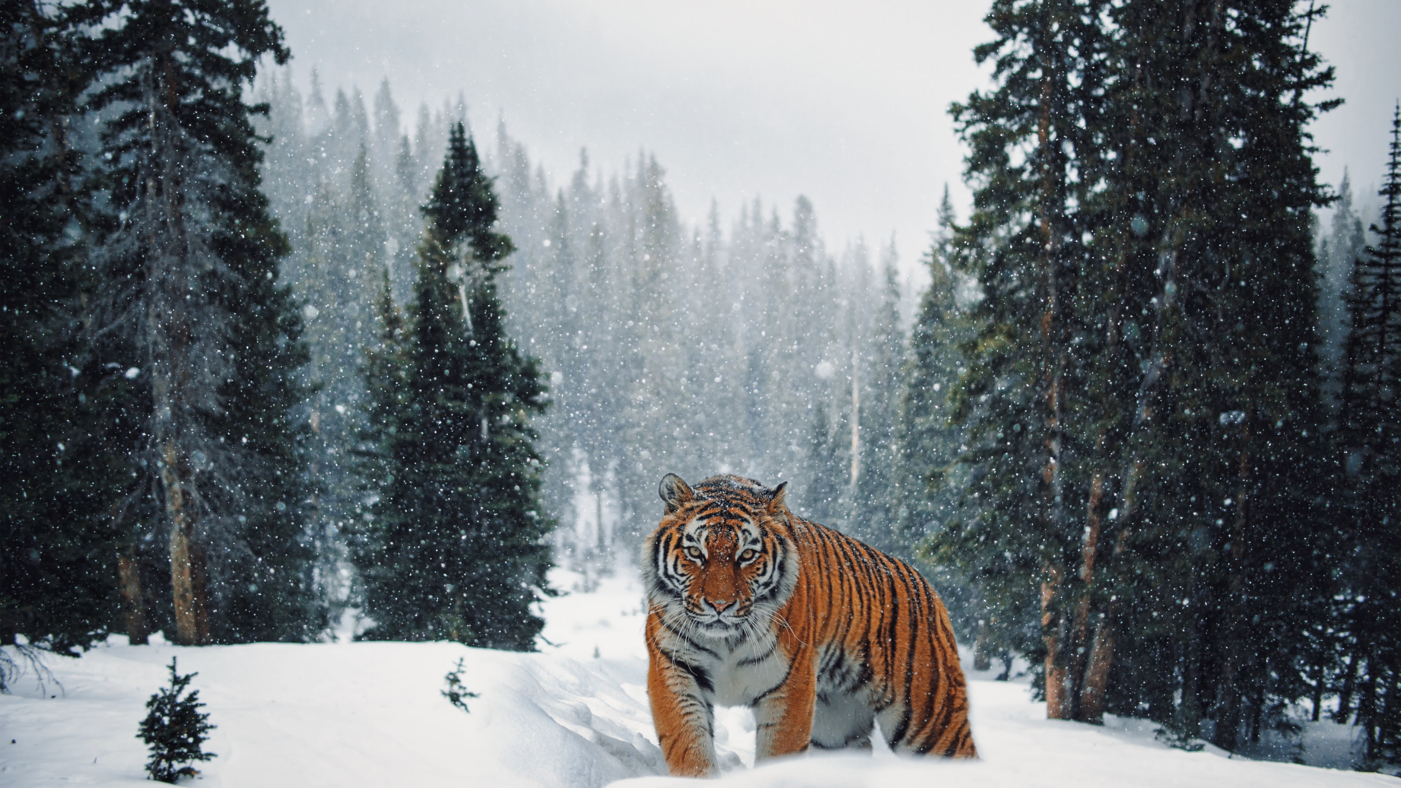 Siberian Tiger in Winter landscape wallpaper 2880x1620