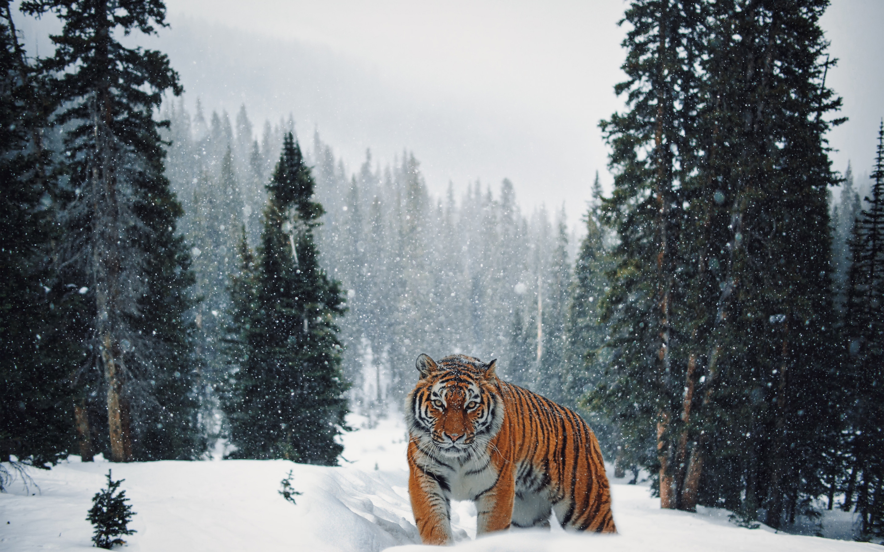 Siberian Tiger in Winter landscape wallpaper 2880x1800