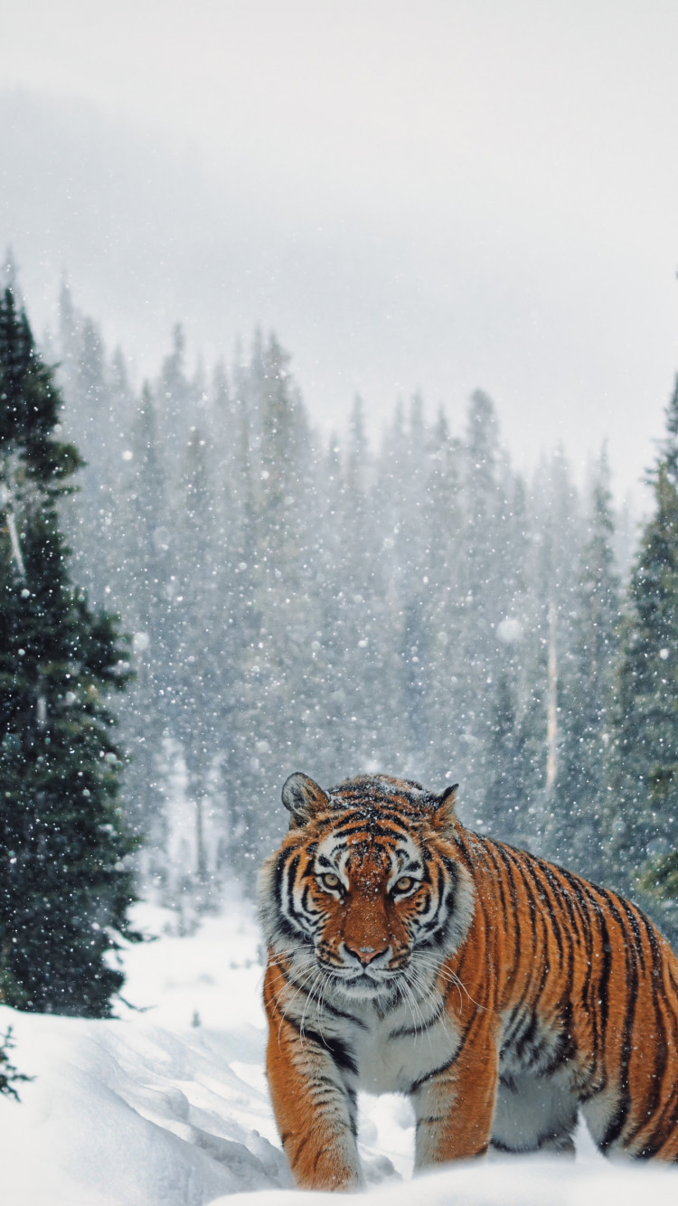 Siberian Tiger in Winter landscape wallpaper 750x1334