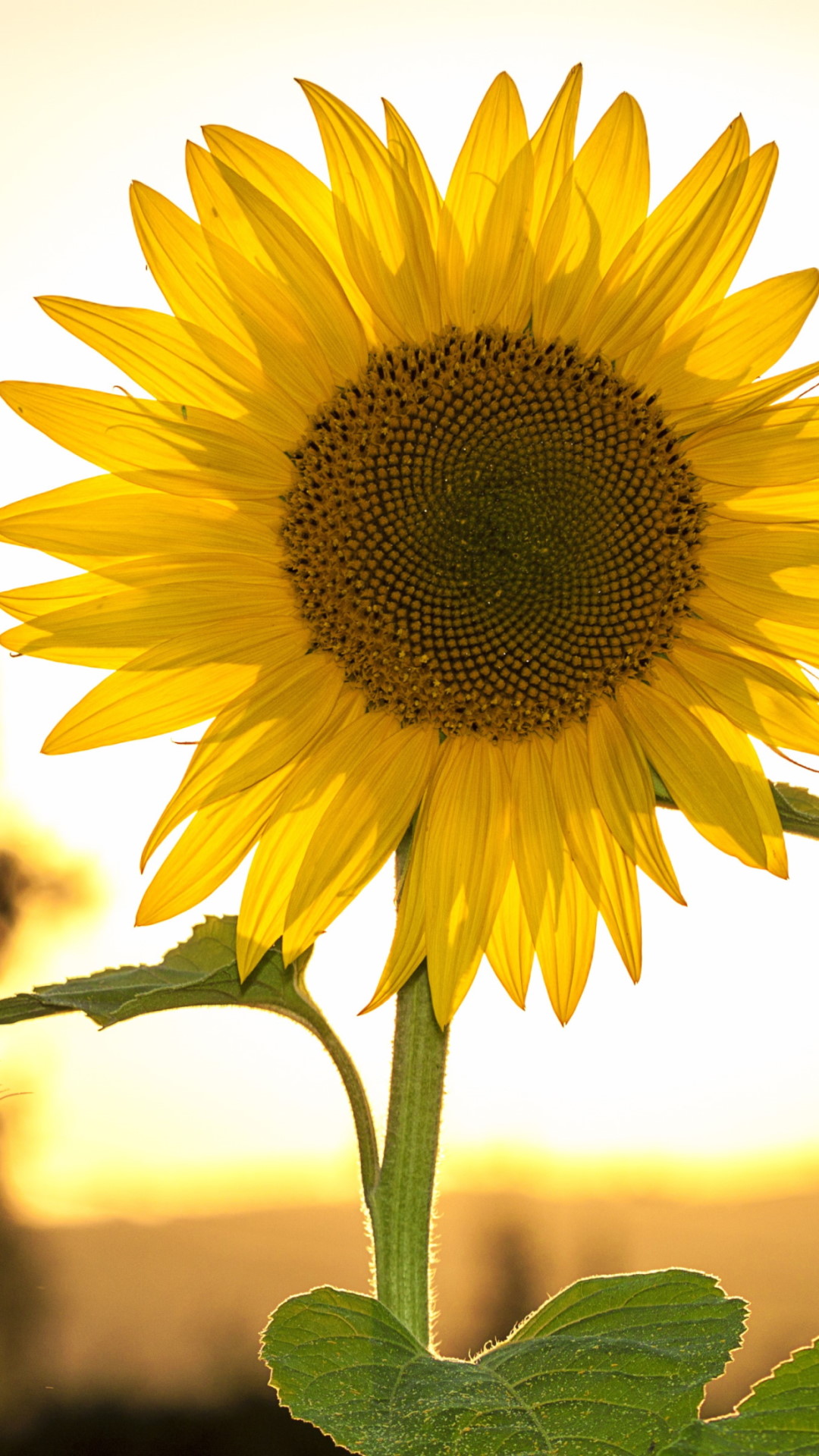 Sunflower in the sunset light wallpaper 1080x1920