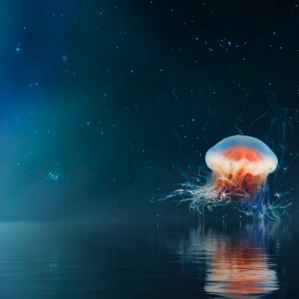 Jellyfish on the night sky wallpaper 1024x1024
