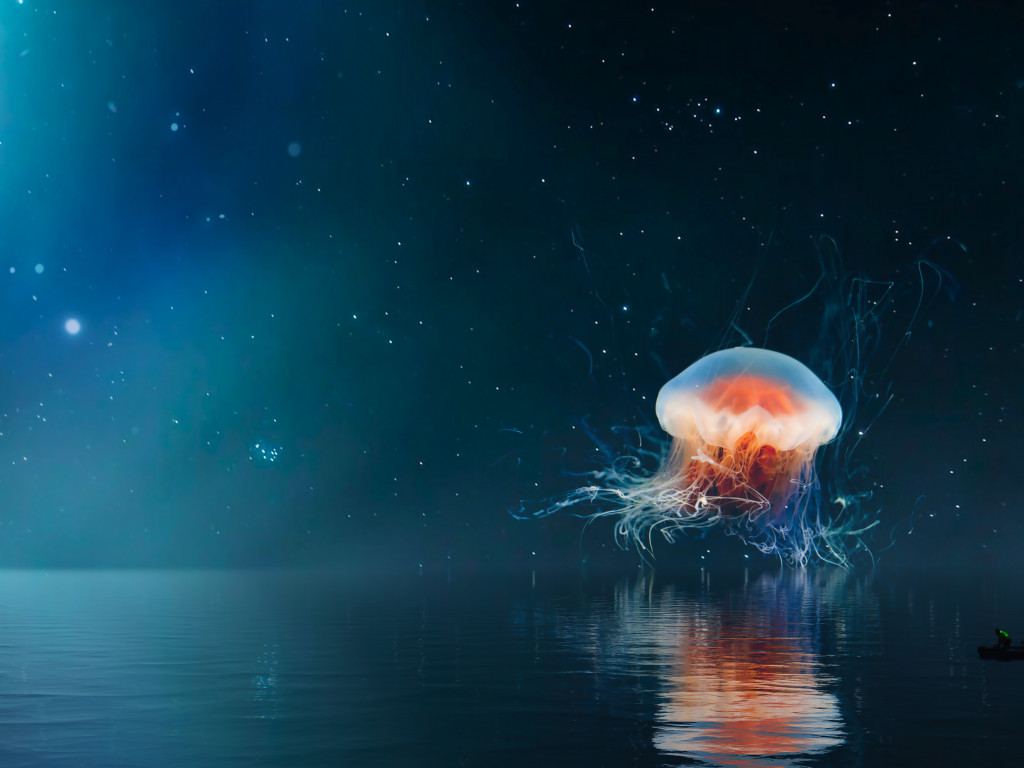 Jellyfish on the night sky wallpaper 1024x768