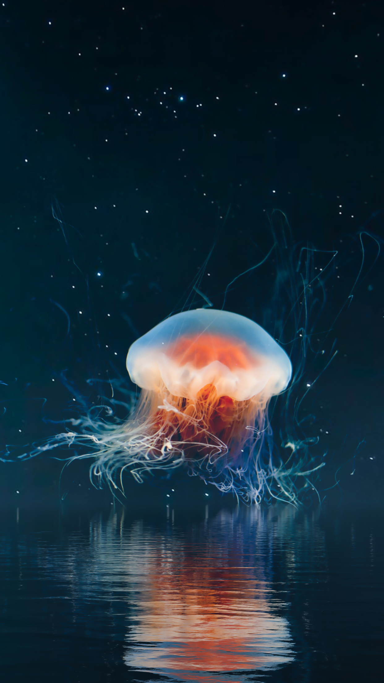 Jellyfish on the night sky wallpaper 1242x2208