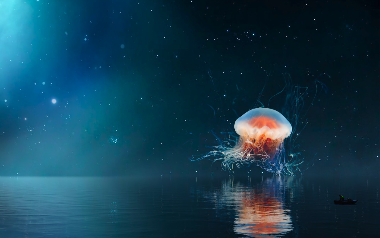 Jellyfish on the night sky wallpaper 1280x800