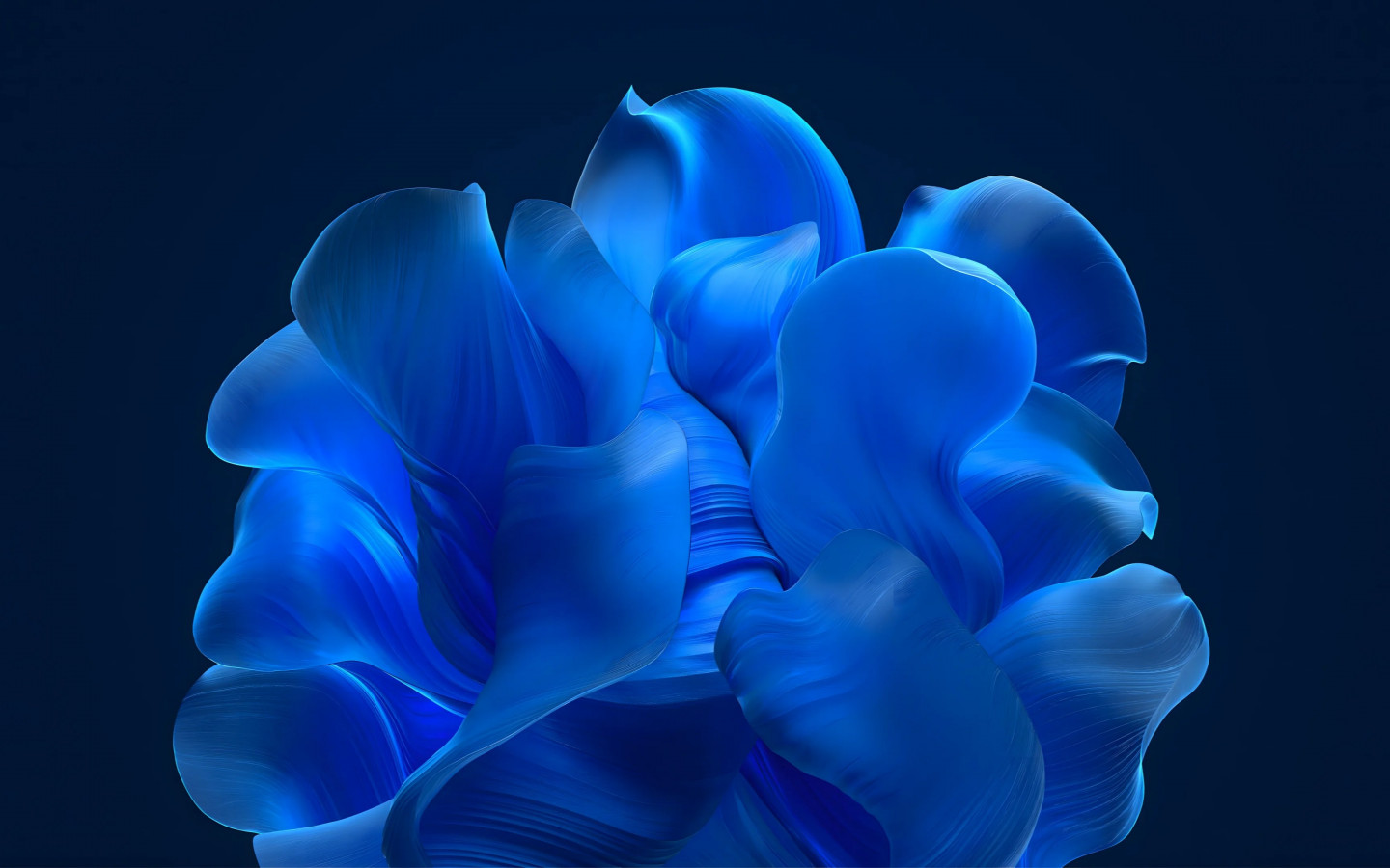 The blue petals wallpaper 1440x900