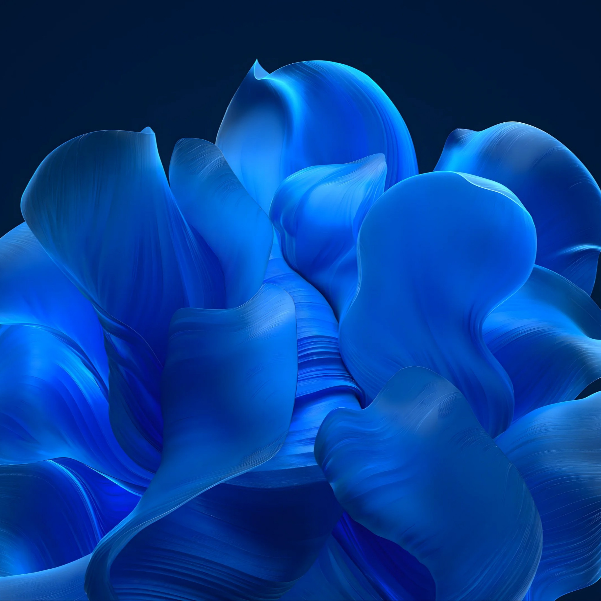 The blue petals wallpaper 2048x2048